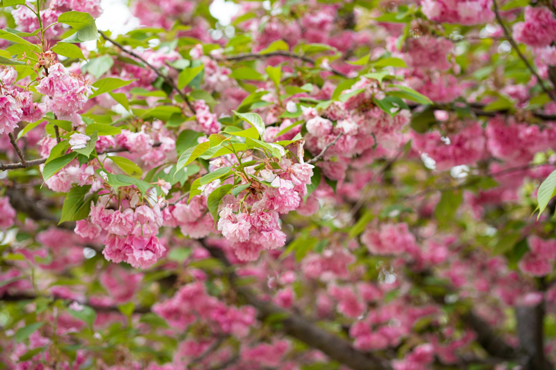 Vibrant pink cherry blossoms in full bloom during spring in Wethersfield, Connecticut.